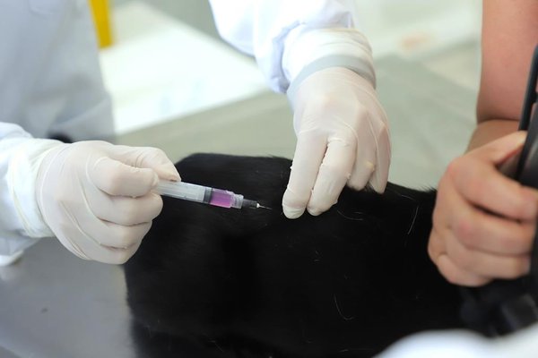 Dia Mundial Contra a Raiva reforça importância da prevenção e da vacinação