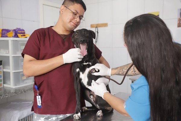 Animais em risco ganham atendimento e proteção em Barueri