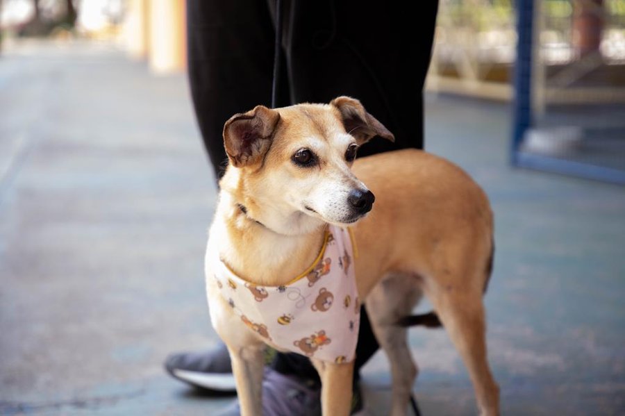 Barueri abre 350 vagas gratuitas para castração de cães e gatos dia 7 de outubro