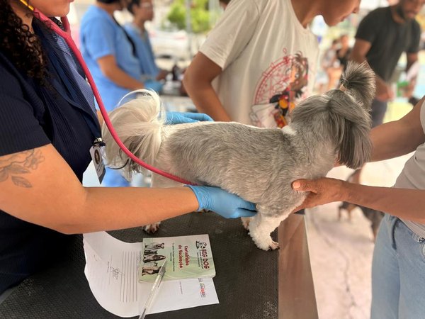 Saúde Animal chega ao Jardim Paulista neste sábado (17)