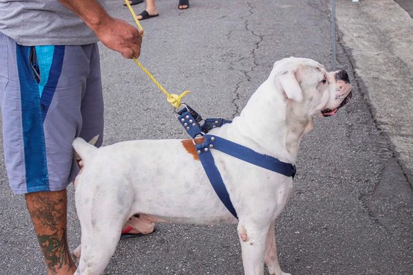 Saúde Animal no Jardim Líbano atende cerca de 260 pets